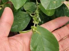 为什么海棠下山桩还没开花 图片