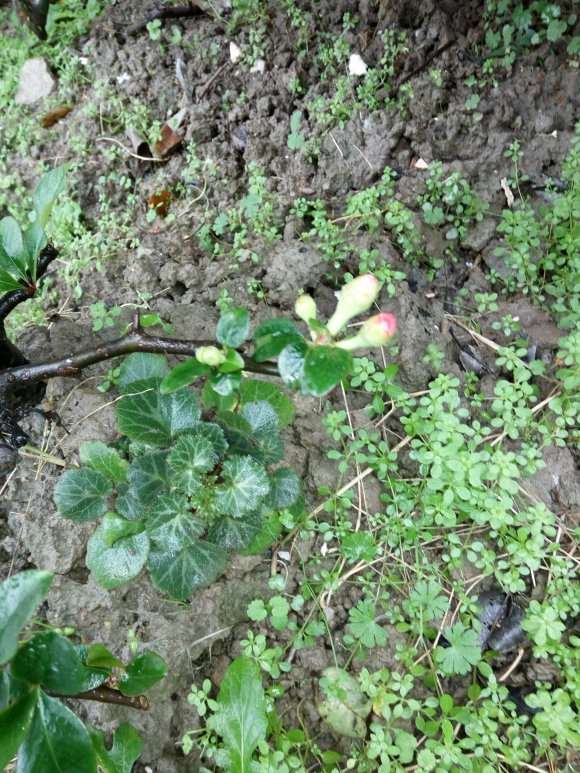 地栽的木瓜海棠下山桩 怎么样 图片