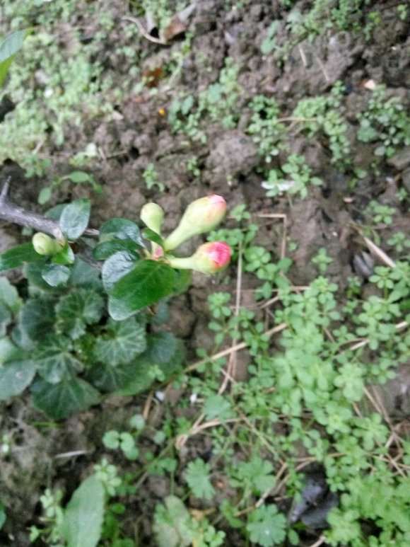 地栽的木瓜海棠下山桩 怎么样 图片