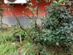 地栽的木瓜海棠下山桩 可以吗 图片