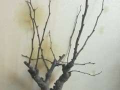 海棠下山桩 现在不发芽 怎么办 图片