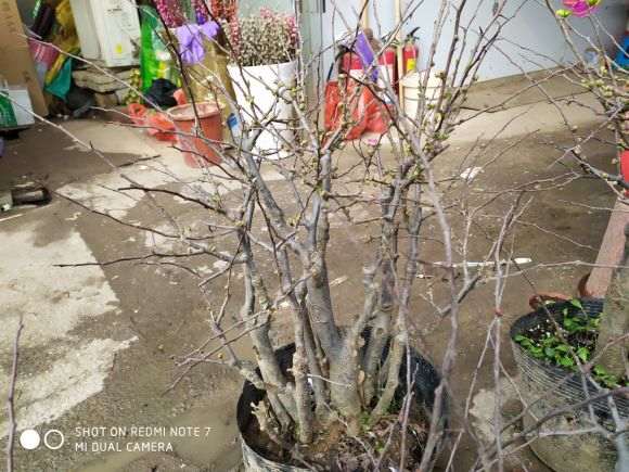 花市买的海棠下山桩 85元 怎么样 图片