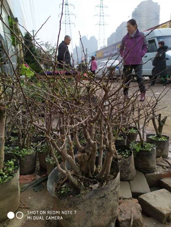 花市买的海棠下山桩 85元 怎么样 图片