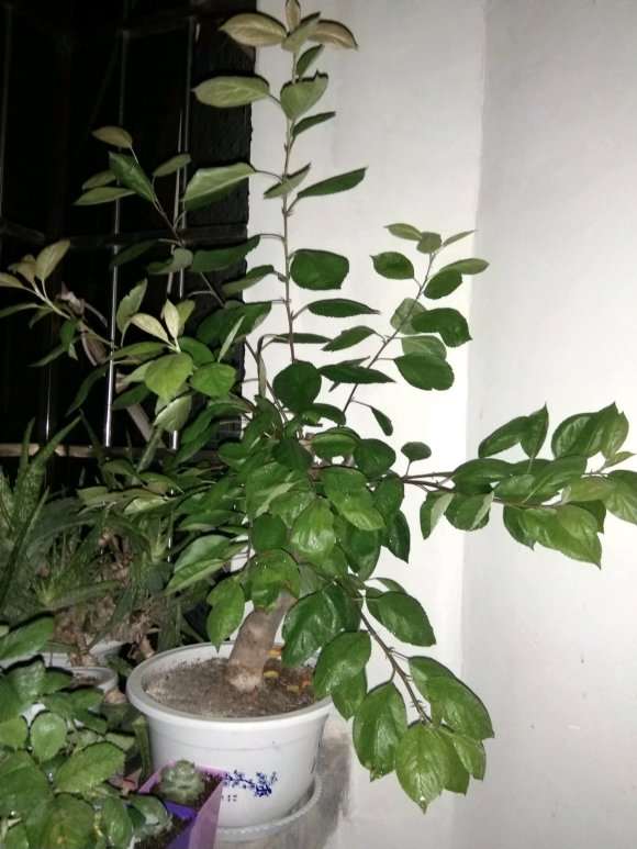 海棠下山桩1个月前才发芽 怎么样 图片