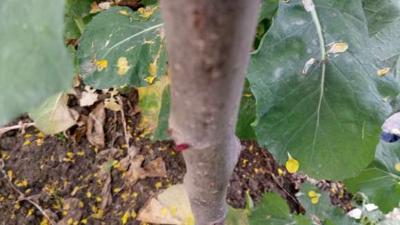 海棠下山桩1个月前才发芽 怎么样 图片