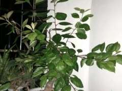 海棠下山桩1个月前才发芽 可以吗 图片