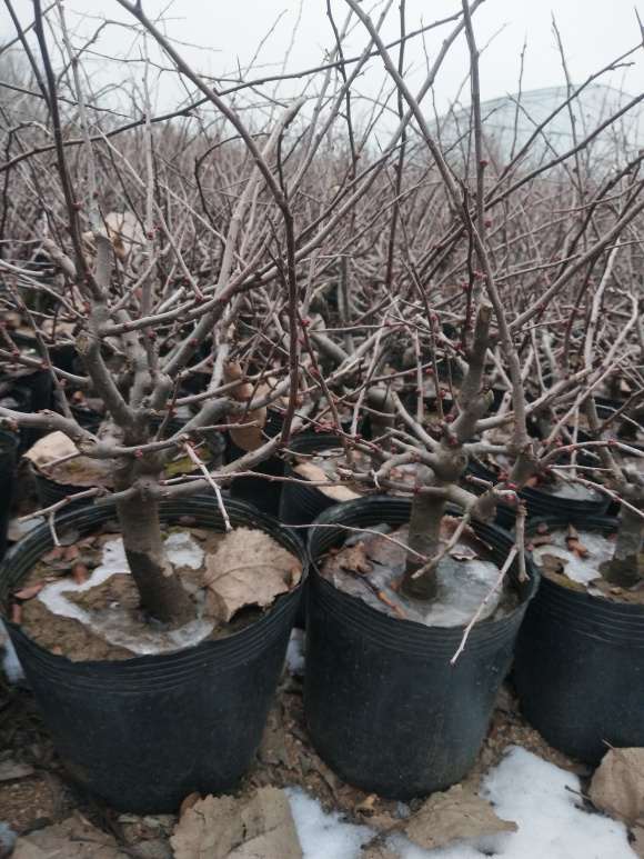 长寿冠海棠下山桩 昨天上的盆 图片