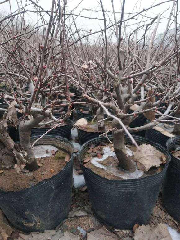 长寿冠海棠下山桩 昨天上的盆 图片