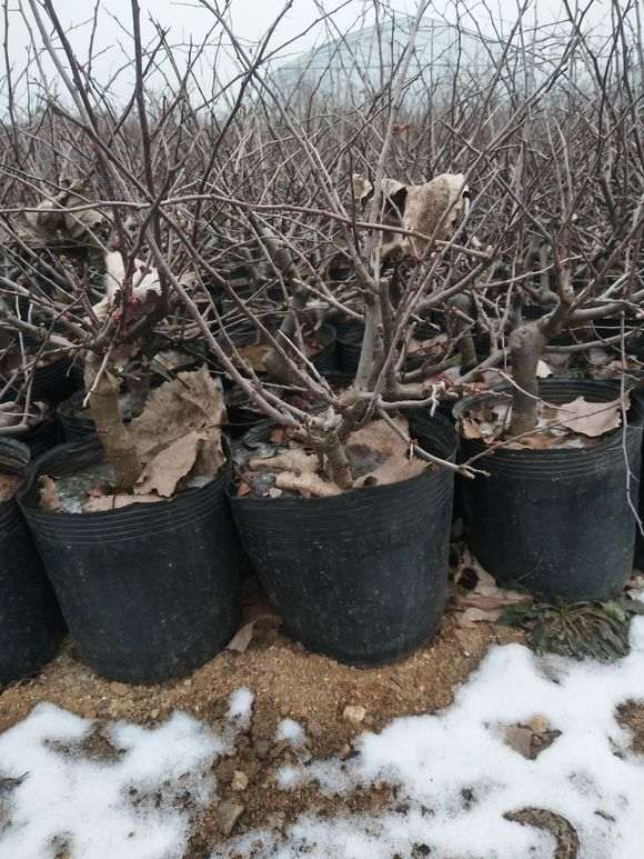 长寿冠海棠下山桩 昨天上的盆 图片