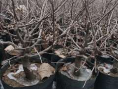 长寿冠海棠下山桩 昨天上的盆 图片