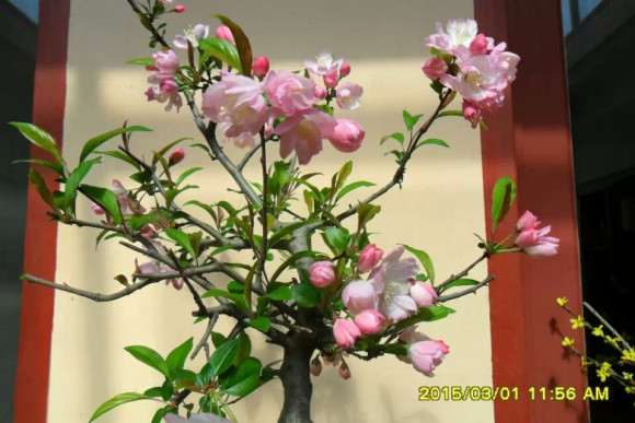 西府海棠下山桩吗 好看吗 怎么样 图片