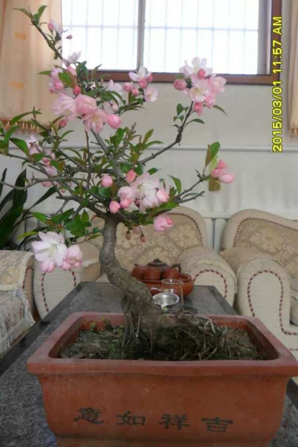 西府海棠下山桩吗 好看吗 怎么样 图片