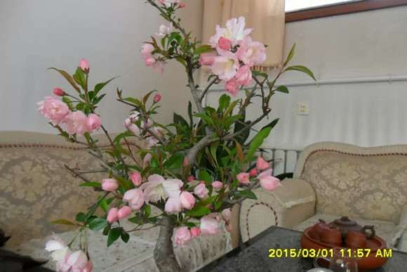 西府海棠下山桩吗 好看吗 怎么样 图片