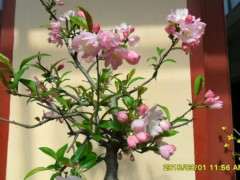 西府海棠下山桩吗 好看吗 可以吗 图片