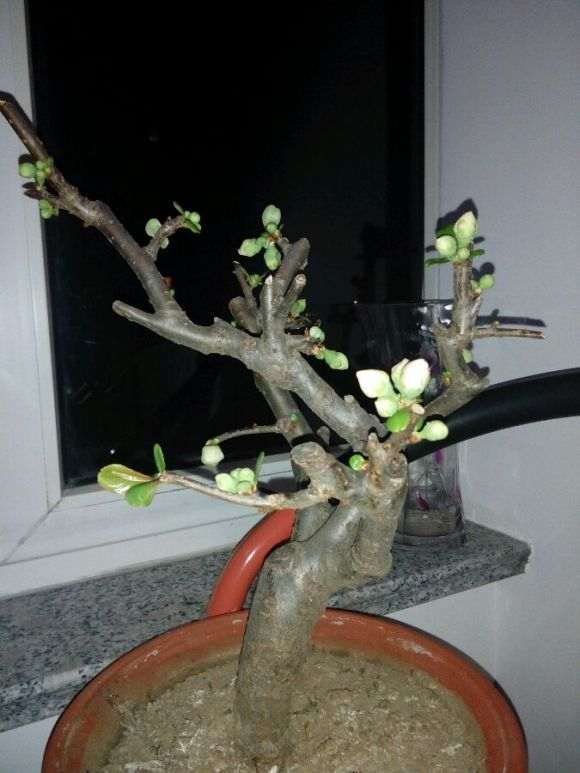 海棠下山桩是不是花色有点太单调 图片