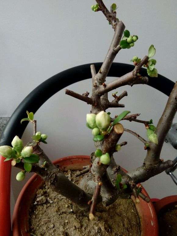 海棠下山桩是不是花色有点太单调 图片