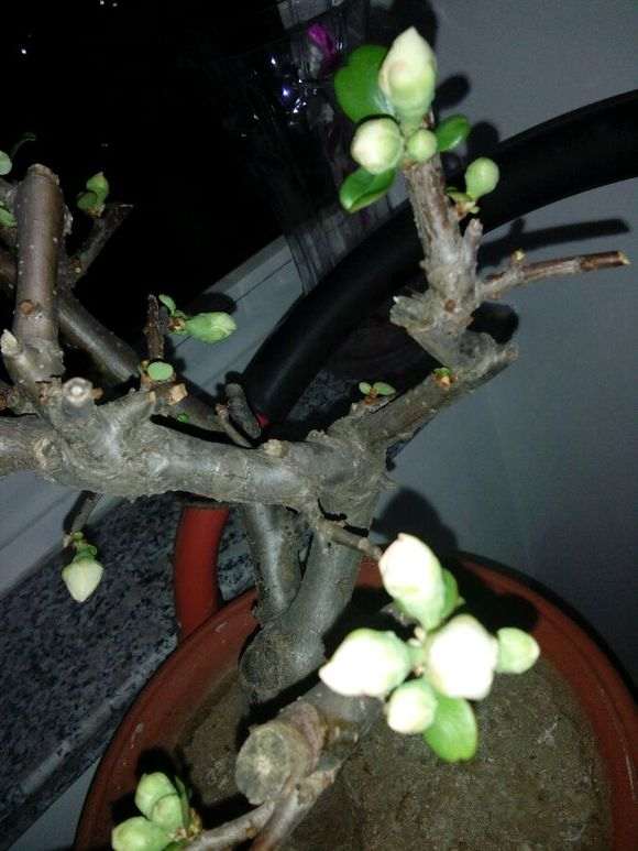 海棠下山桩是不是花色有点太单调 图片