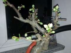 海棠下山桩是不是花色有点太单调 图片