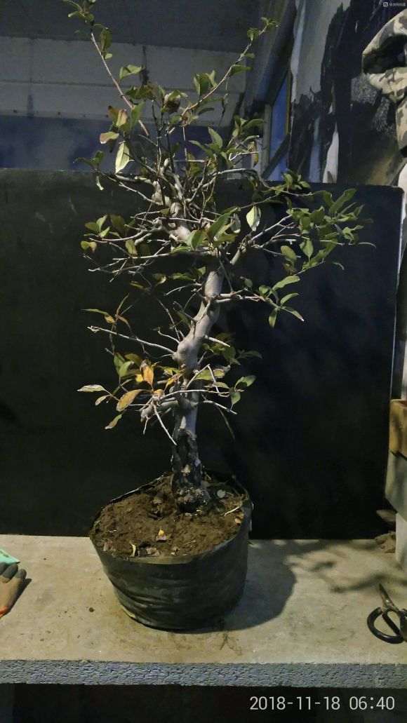 冬季还可以修剪海棠下山桩吗