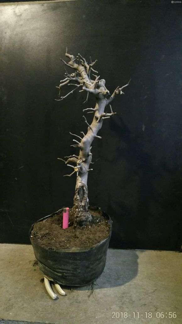 冬季还可以修剪海棠下山桩吗