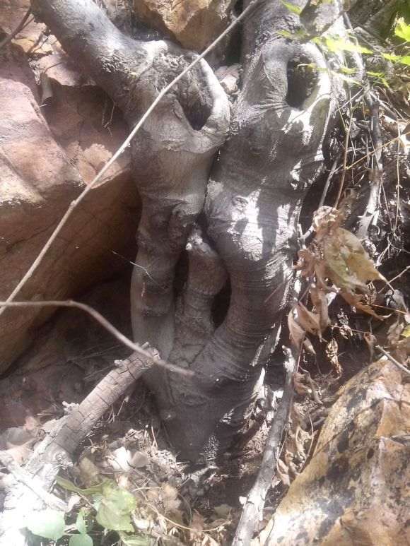 辽宁什么时间挖下山桩最好 图片