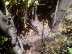 辽宁什么时间挖下山桩最好 图片