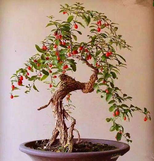 咱大东北有枸杞下山桩吗 图片