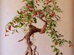 咱大东北有枸杞下山桩吗 图片