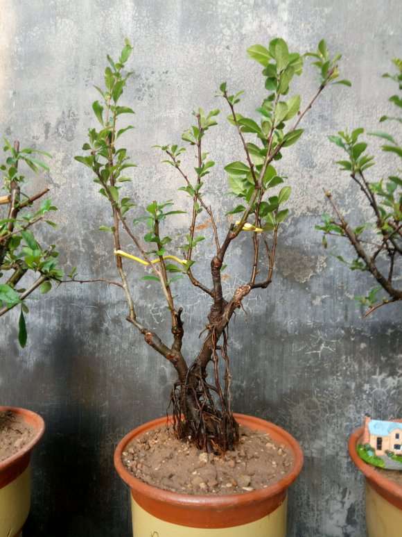 长寿冠海棠下山桩8年 怎么样 图片