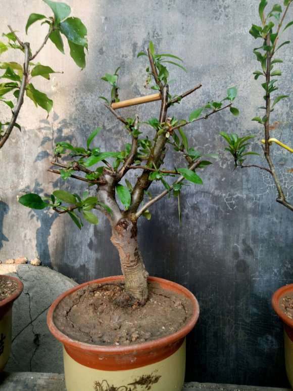 长寿冠海棠下山桩8年 怎么样 图片