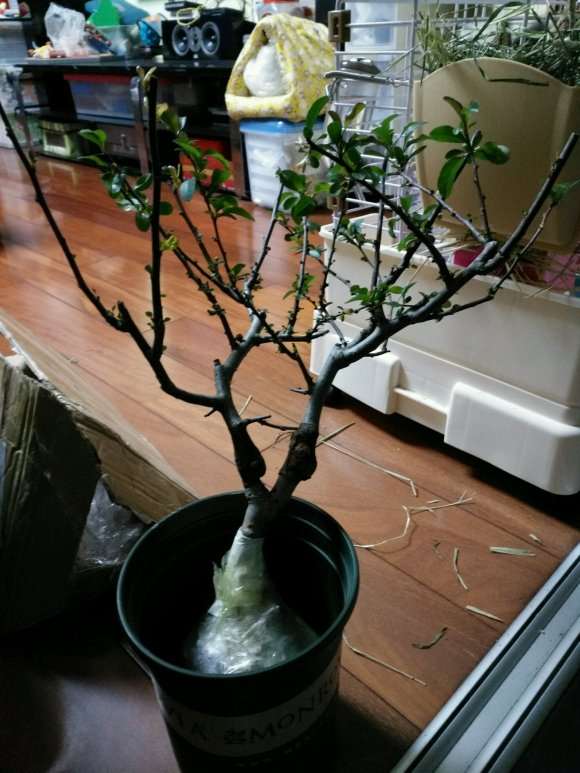 长寿冠海棠下山桩8年 怎么样 图片