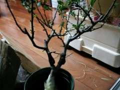 长寿冠海棠下山桩8年 可以吗 图片