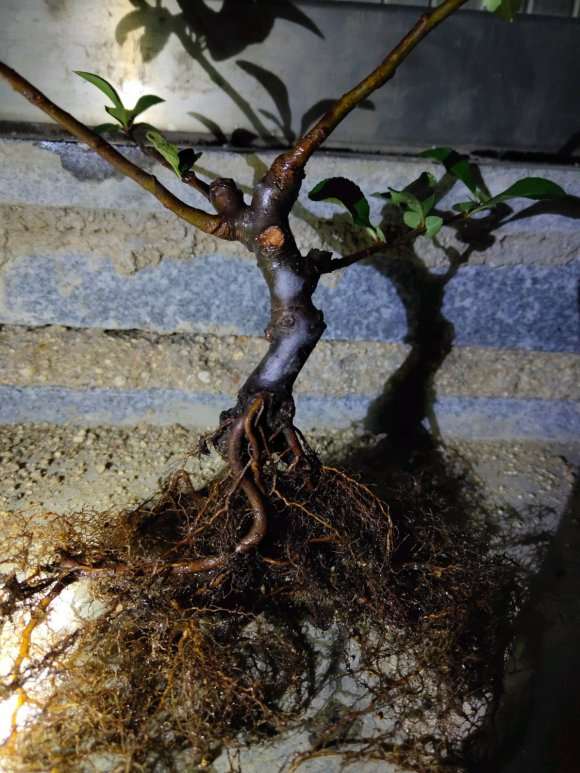 1颗长寿冠海棠下山桩 能玩吗 图片