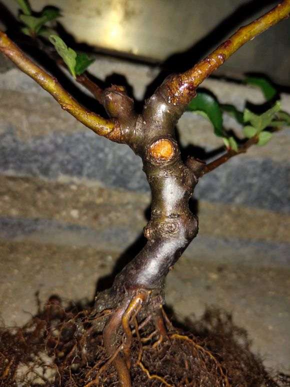 1颗长寿冠海棠下山桩 能玩吗 图片