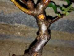 1颗长寿冠海棠下山桩 能玩吗 图片