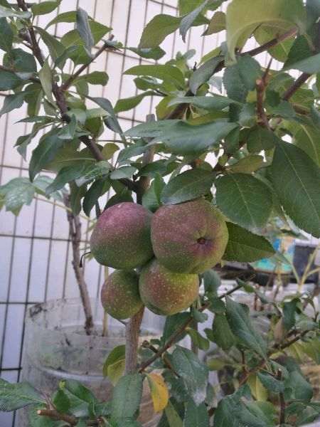 请教这是什么海棠下山桩品种 图片