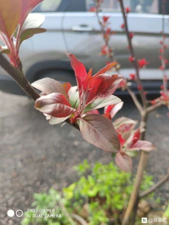 大樱桃长出来海棠下山桩 怎么样 图片