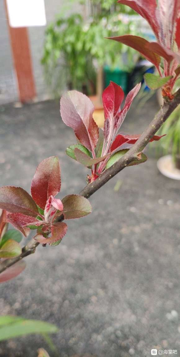 大樱桃长出来海棠下山桩 怎么样 图片