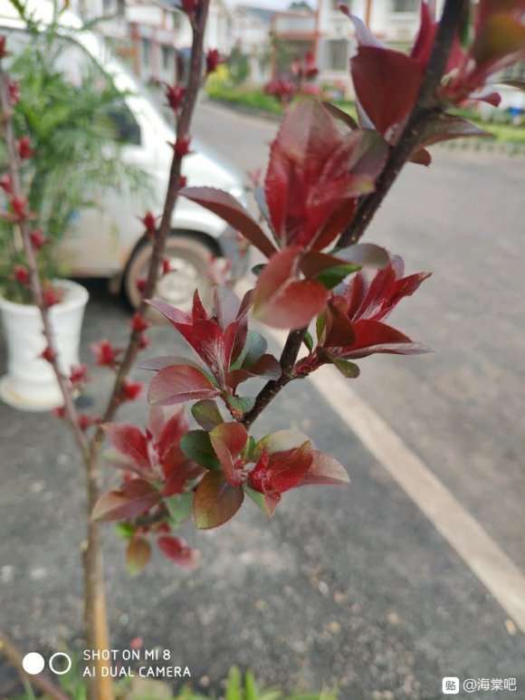 大樱桃长出来海棠下山桩 怎么样 图片