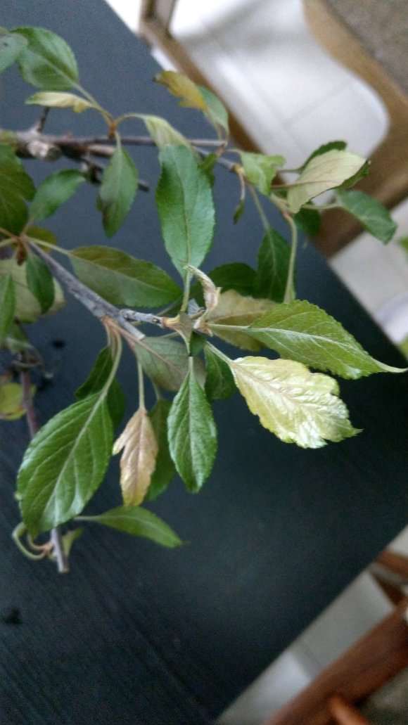 这是真海棠下山桩吗 怎么区别 图片