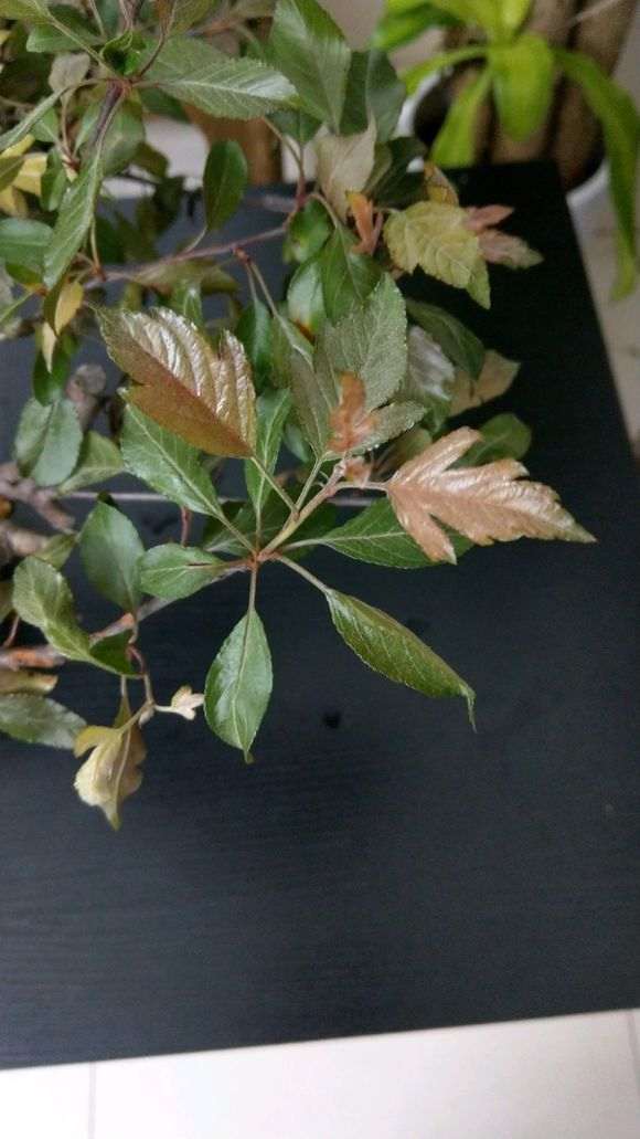 这是真海棠下山桩吗 怎么区别 图片