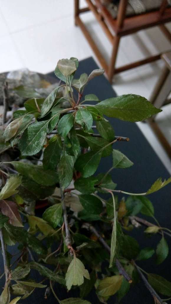 这是真海棠下山桩吗 怎么区别 图片