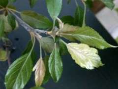 这是真海棠下山桩吗 怎么区别 图片