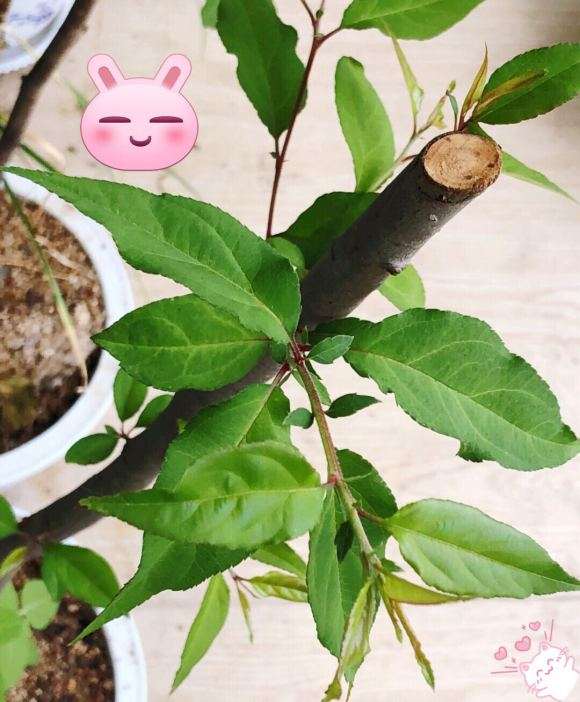 我这个是海棠下山桩吗 怕被骗 图片