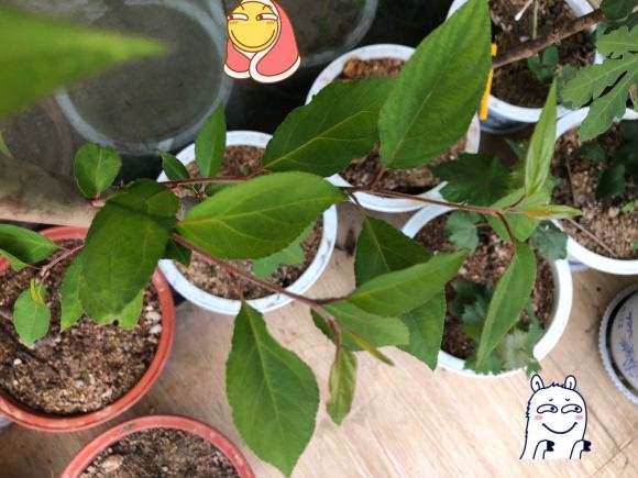 我这个是海棠下山桩吗 怕被骗 图片