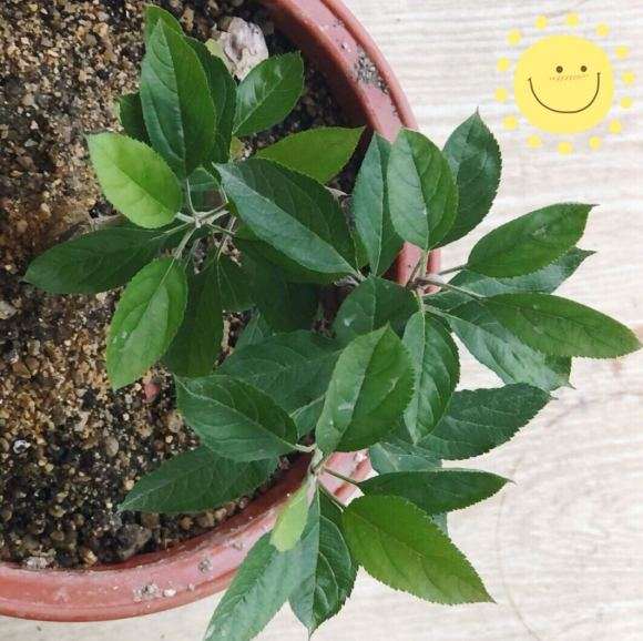 我这个是海棠下山桩吗 怕被骗 图片