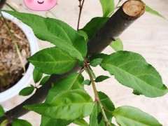 我这个是海棠下山桩吗 怕被骗 图片