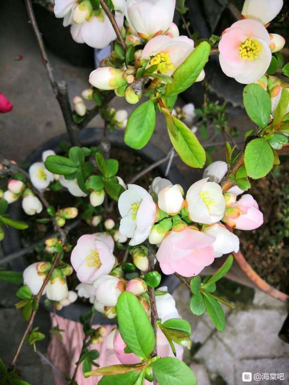 为什么我的海棠下山桩老养不活 图片