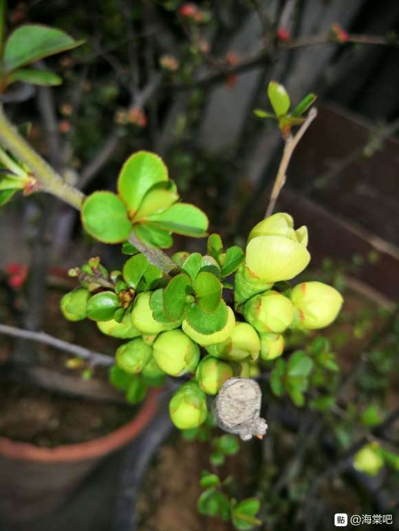 为什么我的海棠下山桩老养不活 图片