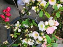 为什么我的海棠下山桩老养不活 图片